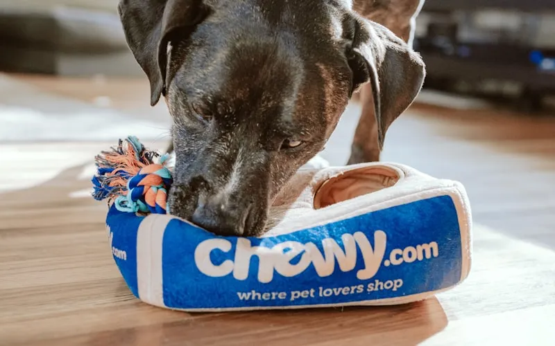 Nutrition feline : le guide essentiel