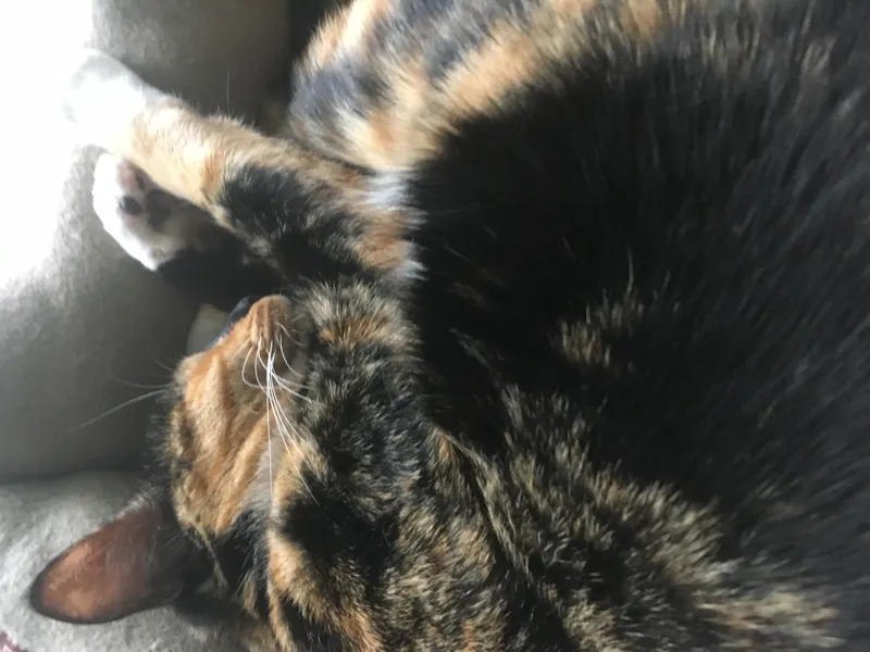Un chat calico endormi, roule en boule sur un couchage matelasse.