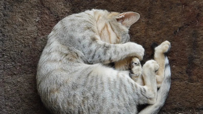 Is Your Cat Happy? 8 Signs of Feline Emotional Wellbeing