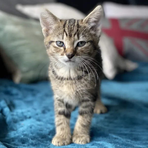Mental Enrichment for Cats: 15 Tips for a Happier Feline