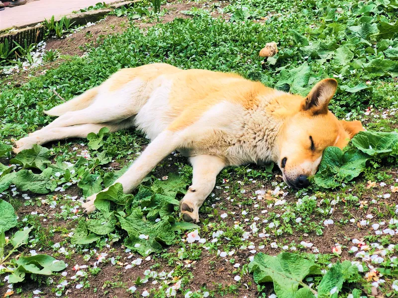 The Importance of Rest for Your Dog's Overall Health